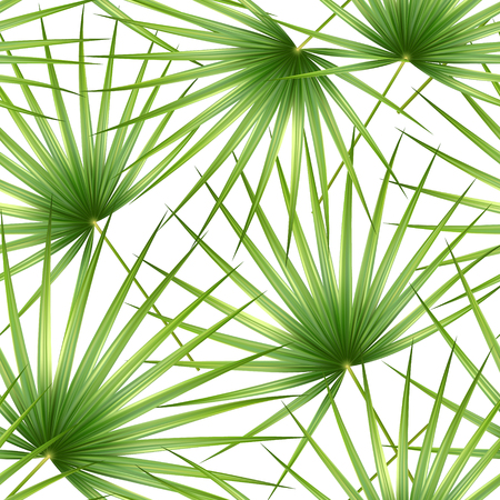 Talipot. Seamless tropical pattern of Palm branch and leaves. Vector illustration.のイラスト素材