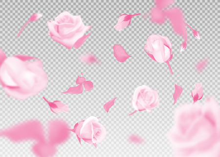 Pink rose falling flowers and buds vector on transparent background.のイラスト素材