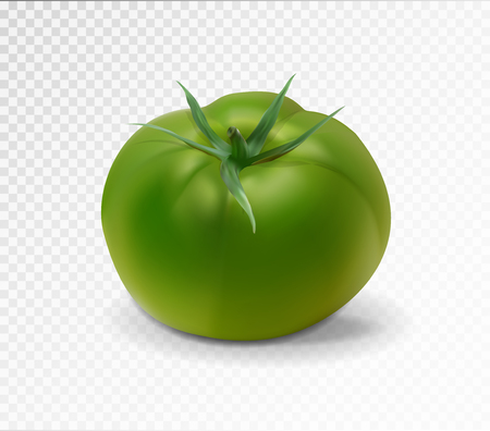 Green realistic isolated tomato. 3d tomatoのイラスト素材