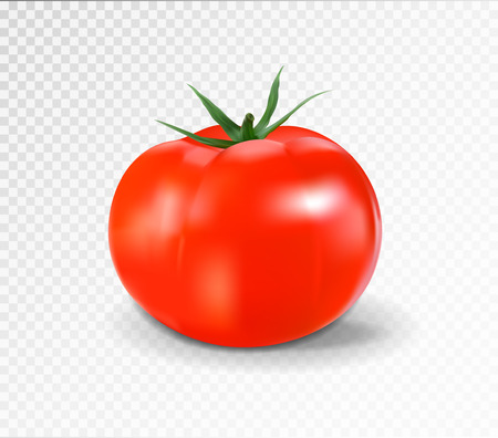 Red tomato. Realistic vector illustration.のイラスト素材