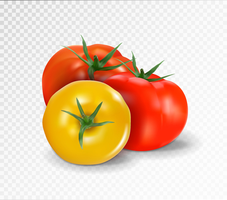 Group of three realistic tomatoes isolated on a transparent background. Red and yellow tomato set. Vector 3d illustration.のイラスト素材