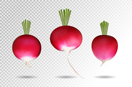 Three photo realistic radishes on a transparent background.のイラスト素材
