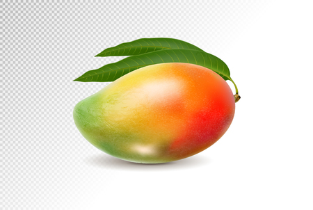 3D realistic orange red green mango on transparent backgroundのイラスト素材