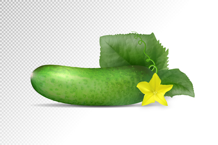 Single cucumber isolated on white background.のイラスト素材