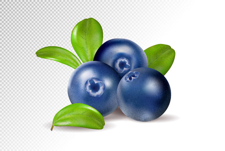 Blueberries on transparent background. Quality realistic vector, 3d illustrationのイラスト素材