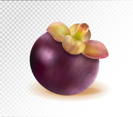 Ripe mangosteen isolated on transparent background. Closeup. Realistic vector, 3d illustrationのイラスト素材