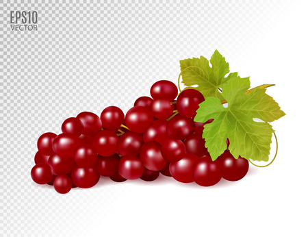 Bunch of red grapes with vine leaves isolated on transparent background. Realistic 3d vector illustration for agriculture design.のイラスト素材