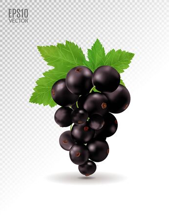 Ripe delicious black currant on transparent background. Vector realistic, 3d illustrationのイラスト素材