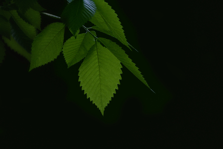 Green leaf on black background