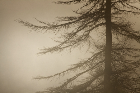 Tree in the nightの写真素材