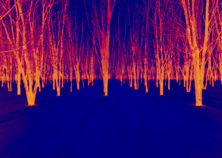 Infrared treesの写真素材