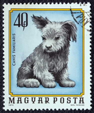 HUNGARY - CIRCA 1974: A stamp printed in Hungary from the "Young animals" issue shows a dog puppy, circa 1974.のeditorial素材