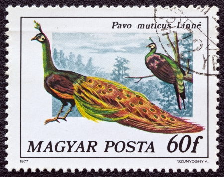 HUNGARY - CIRCA 1977: A stamp printed in Hungary from the "birds" issue shows a green Peacock, circa 1977.のeditorial素材