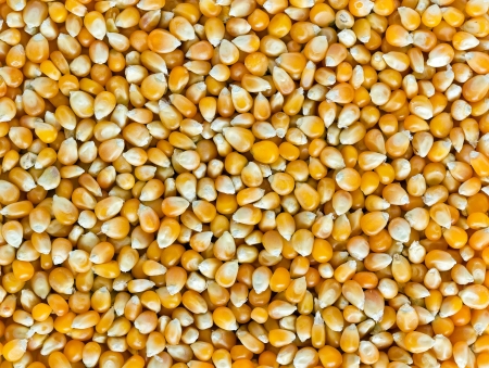 Corn seeds の写真素材