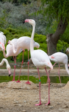 Greater Flamingos in a park の写真素材