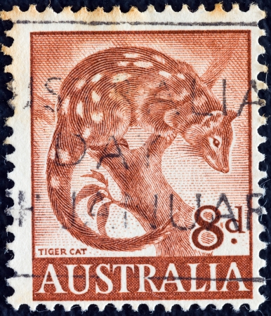AUSTRALIA - CIRCA 1959: A stamp printed in Australia shows a Tiger Cat (Dasyurus maculatus), circa 1959. のeditorial素材