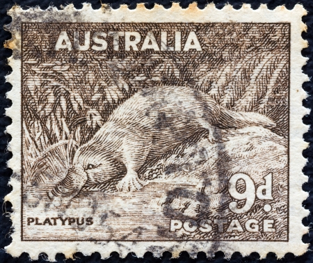 AUSTRALIA - CIRCA 1937: A stamp printed in Australia shows a Platypus (Ornithorhynchus anatinus), circa 1937. のeditorial素材