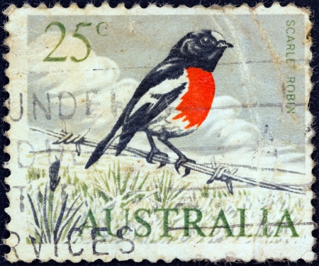 AUSTRALIA - CIRCA 1966: A stamp printed in Australia shows a Scarlet robin (Petroica boodang) bird, circa 1966. のeditorial素材