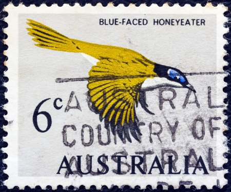 AUSTRALIA - CIRCA 1966: A stamp printed in Australia shows a Blue-faced Honeyeater bird (Entomyzon cyanotis), circa 1966. のeditorial素材