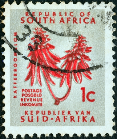 SOUTH AFRICA - CIRCA 1961: A stamp printed in South Africa from the "Republic" issue shows Kafferboom flower (Erythrina caffra), circa 1961. のeditorial素材