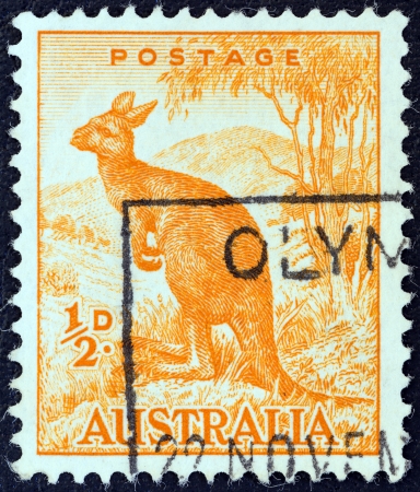 AUSTRALIA - CIRCA 1959: A stamp printed in Australia shows a Wallaroo, circa 1959. のeditorial素材