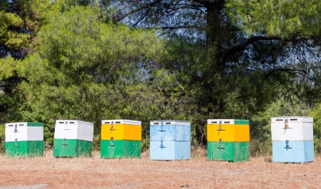 Beehives in forestの写真素材