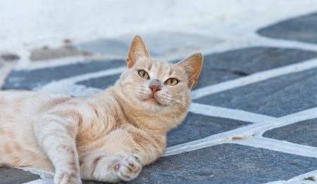 Cute cat in a Greek islandの写真素材