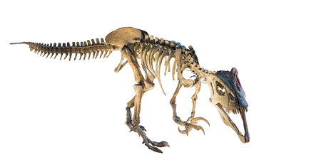 Megaraptor  Megaraptor namunhuaiquii  skeleton isolatedの写真素材