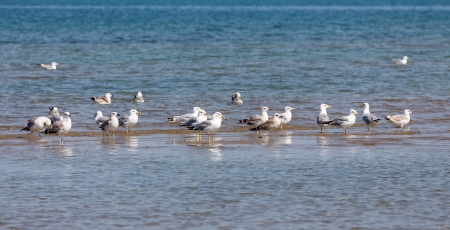 Seagulls on the seashoreの写真素材