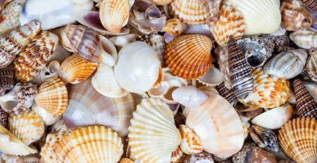 Sea shells background の写真素材