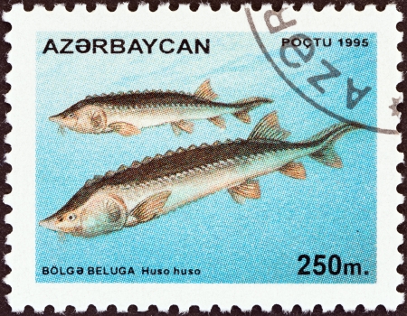 AZERBAIJAN - CIRCA 1995  A stamp printed in Azerbaijan from the  Flora and Fauna  issue shows Beluga  Huso huso  fishes, circa 1995 のeditorial素材