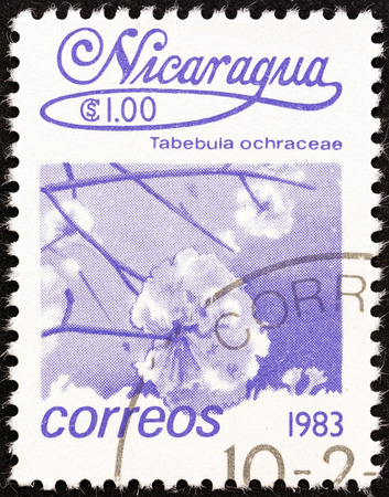 NICARAGUA - CIRCA 1983  A stamp printed in Nicaragua from the  Flowers  issue shows Tabebuia ochracea tree blossom, circa 1983  のeditorial素材