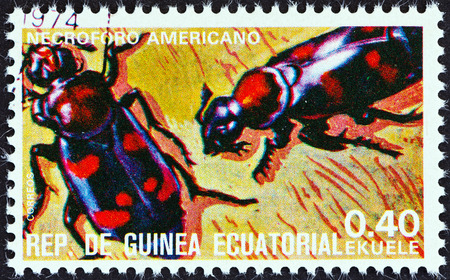 EQUATORIAL GUINEA - CIRCA 1978  A stamp printed in Equatorial Guinea from the  Insects   issue shows Nicrophorus americanus, circa 1978 のeditorial素材
