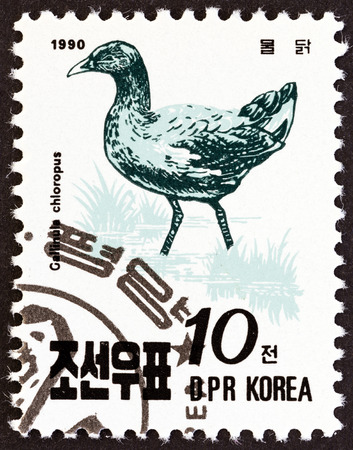NORTH KOREA - CIRCA 1990: A stamp printed in North Korea from the \\\\\\\"Birds \\\\\\\" issue shows Common moorhen (Gallinula chloropus), circa 1990.のeditorial素材