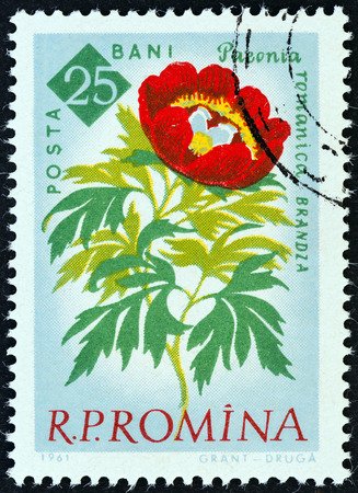 ROMANIA - CIRCA 1961: A stamp printed in Romania from the \\\\\\\"Centenary of Bucharest Botanical Gardens\\\\\\\" issue shows Peony (Paeonia peregrina), circa 1961.のeditorial素材