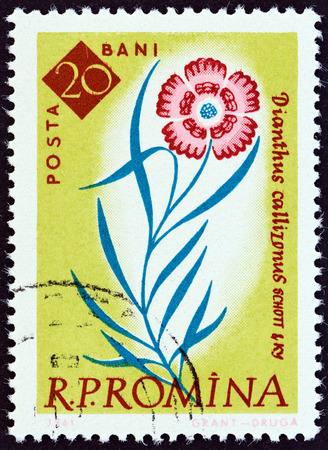 ROMANIA - CIRCA 1961: A stamp printed in Romania from the \\\\\\\"Centenary of Bucharest Botanical Gardens\\\\\\\" issue shows Piatra Craiului Pink (Dianthus callizonus), circa 1961.のeditorial素材