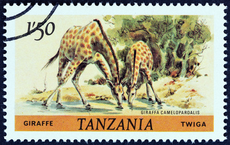 TANZANIA - CIRCA 1980: A stamp printed in Tanzania from the \\\\\\\\\\\\\\\"Wildlife \\\\\\\\\\\\\\\" issue shows Giraffe (Giraffa camelopardalis), circa 1980.のeditorial素材