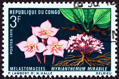 CONGO REPUBLIC - CIRCA 1970: A stamp printed in Congo from the \"Flora and Fauna\" issue shows Myrianthemum mirabile, circa 1970.のeditorial素材