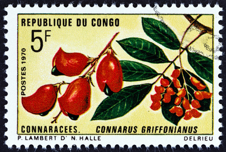 CONGO REPUBLIC - CIRCA 1970: A stamp printed in Congo from the \"Flora and Fauna\" issue shows Connarus griffonianus, circa 1970.のeditorial素材