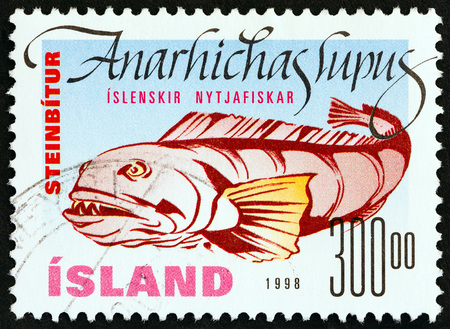 ICELAND - CIRCA 1998: A stamp printed in Iceland from the Food fish  issue shows Atlantic wolffish...