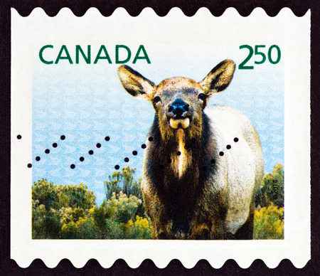 CANADA - CIRCA 2014: A stamp printed in Canada shows Elk (Cervus elaphus canadensis), circa 2014.のeditorial素材