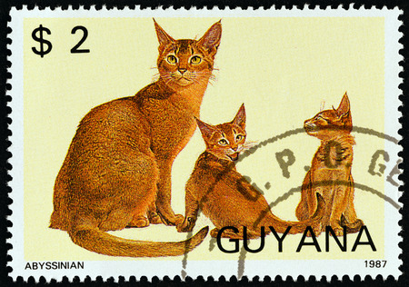 GUYANA - CIRCA 1988: A stamp printed in Guyana from the "Cats" issue shows Abyssinian, circa 1988.のeditorial素材