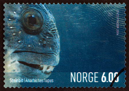 NORWAY - CIRCA 2004: A stamp printed in Norway from the Marine Life in Norway issue shows Catfish (Anarhichas lupus), circa 2004.のeditorial素材
