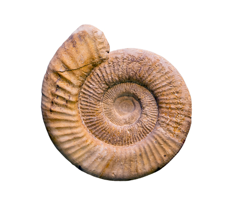 Fossil of Perisphinctes, an extinct genus of ammonite cephalopod from the late Jurassic period.の写真素材