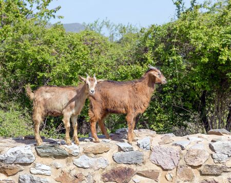 Goats in a Greek village.の写真素材