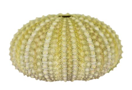 Sea urchin shell isolated on white background.
