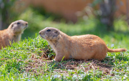 Prairie dogs