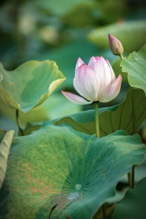 Lotus flowerの写真素材