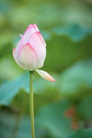 Lotus flowerの写真素材