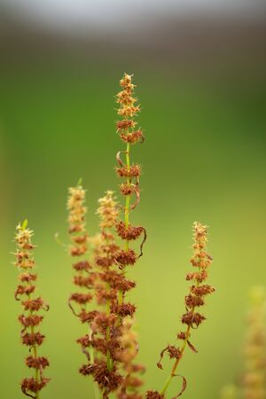 Vegetable sorrel, mountain spinachの写真素材